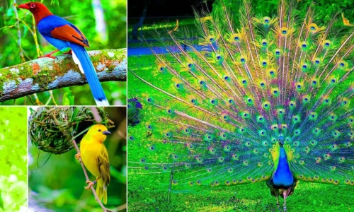 Bird watching