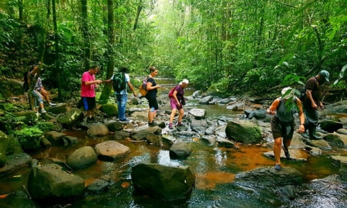 Jungle Tour