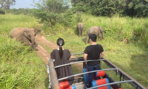 Safari Tours