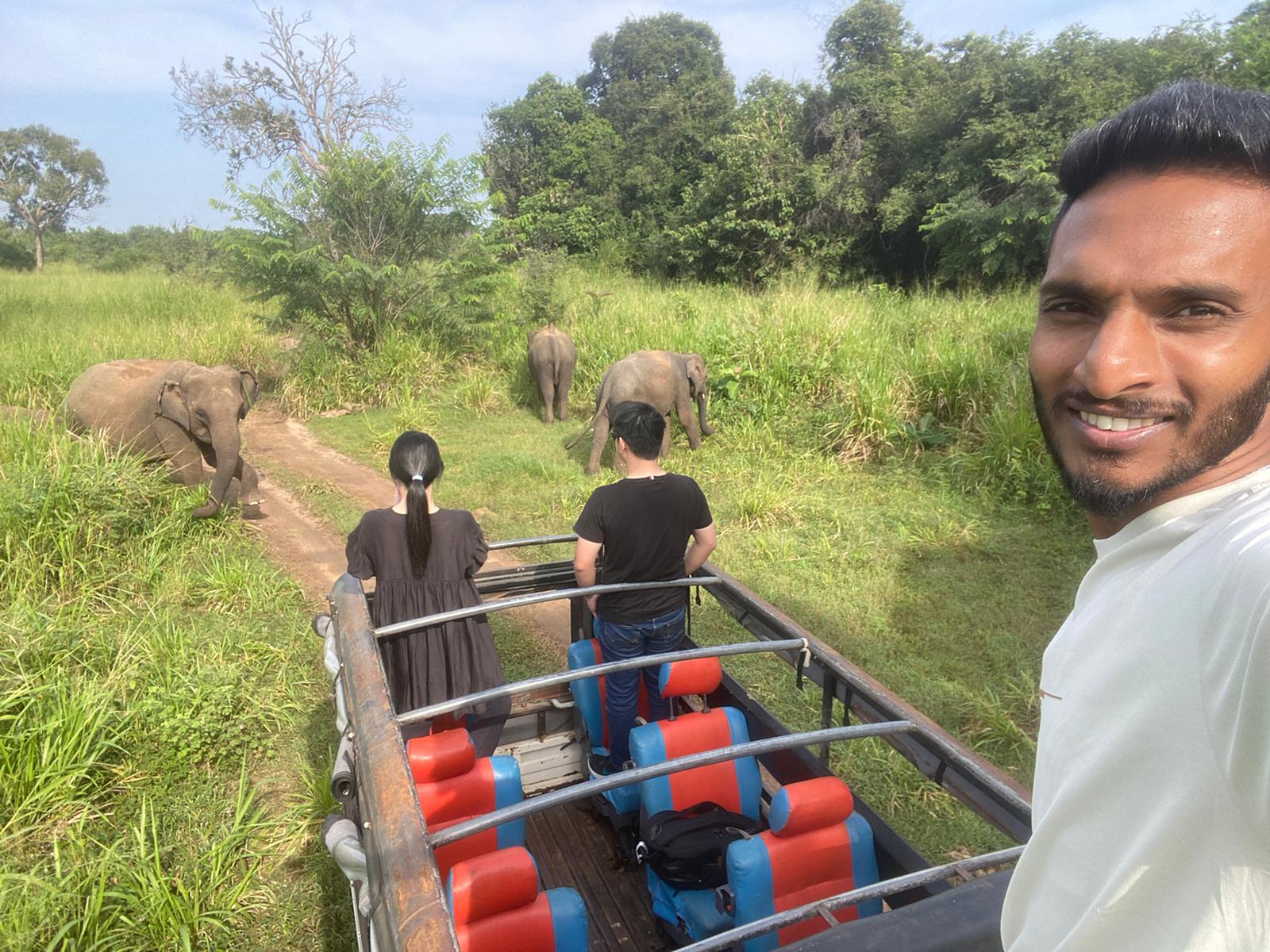 Watch wild elephants on a safari tour