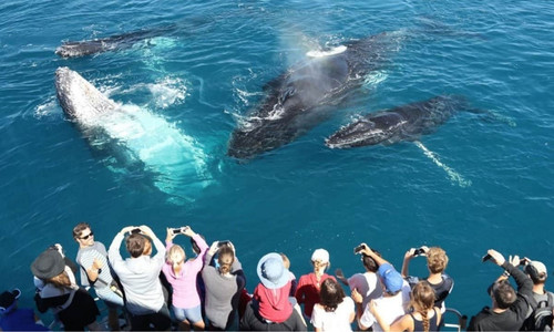 Whale watching