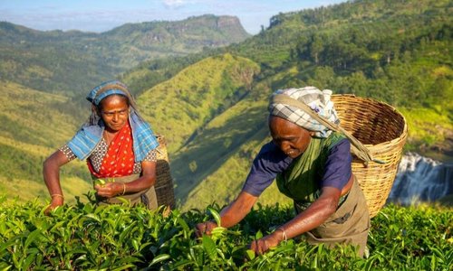 Ceylon tea plantation