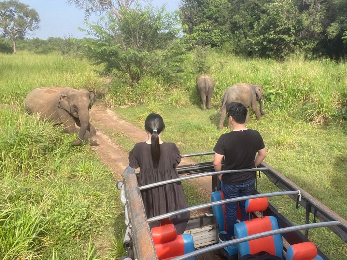 Watch wild elephants on a safari tour
